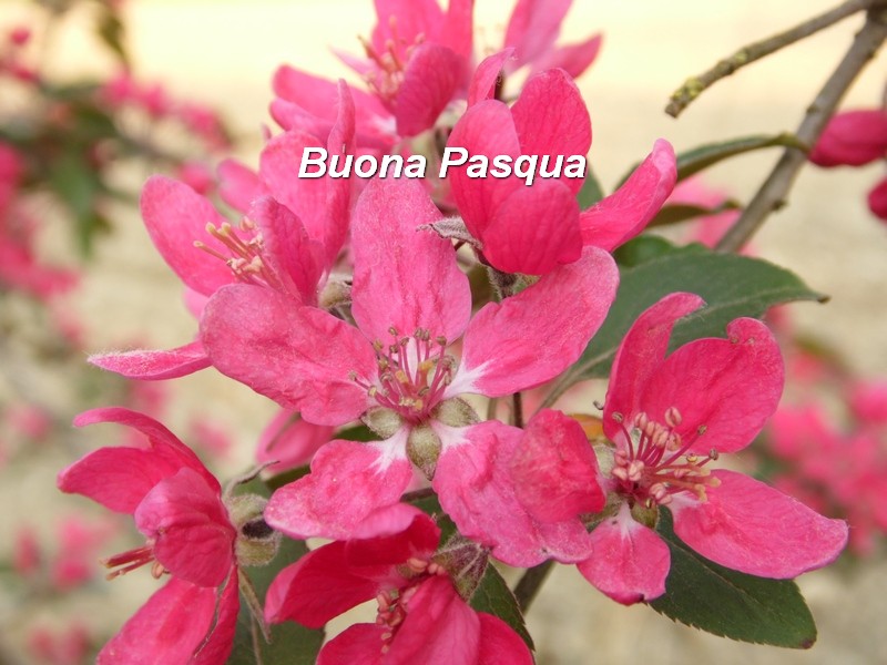 fiori di melo e Buona Pasqua!